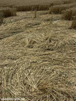 Shalbourne, Wiltshire crop circle, aerial photo 10