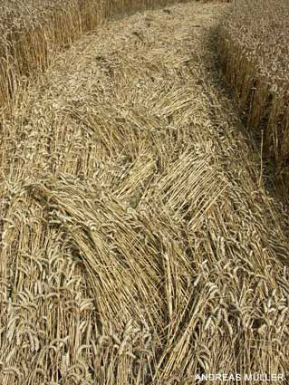 Shalbourne, Wiltshire crop circle, aerial photo 11