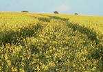 Tegdown Hill, Sussex crop circle, aerial photo 4
