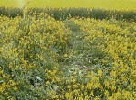 Tegdown Hill, Sussex crop circle, aerial photo 6