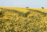 Tegdown Hill, Sussex crop circle, aerial photo 5