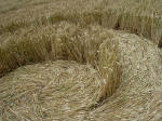Avebury Down, Wiltshire crop circle, aerial photo 3