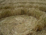 Avebury Down, Wiltshire crop circle, aerial photo 4