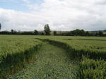 Bury Farm, Hertfordshire crop circle, aerial photo 9