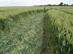 Bury Farm, Hertfordshire crop circle, aerial photo 10