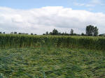 Bury Farm, Hertfordshire crop circle, aerial photo 11