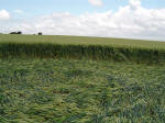 Bury Farm, Hertfordshire crop circle, aerial photo 13