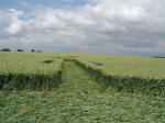 Bury Farm, Hertfordshire crop circle, aerial photo 15