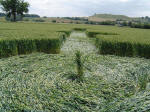 Bury Farm, Hertfordshire crop circle, aerial photo 16