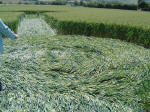 Bury Farm, Hertfordshire crop circle, aerial photo 17