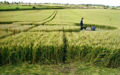Chewton Mendip, Somerset crop circle, aerial photo 2