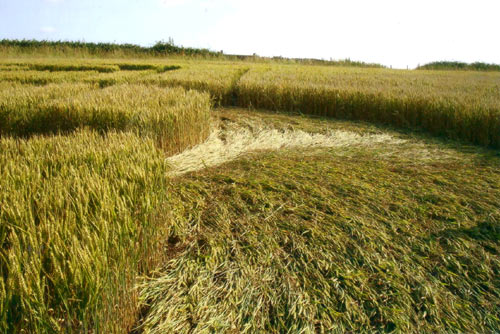 Chewton Mendip, Somerset crop circle, aerial photo 3