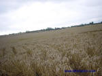 Garsington, Oxfordshire crop circle, aerial photo 6