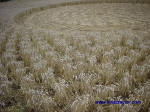 Garsington, Oxfordshire crop circle, aerial photo 8