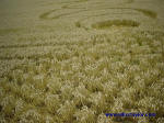 Garsington, Oxfordshire crop circle, aerial photo 7
