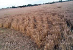 Garsington, Oxfordshire crop circle, aerial photo 11