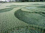 Honey Street, Wiltshire crop circle, aerial photo 5