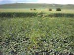 Honey Street, Wiltshire crop circle, aerial photo 8