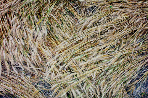 Margery, Surry crop circle, aerial photo 6