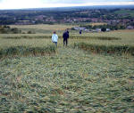 Market Lavington, Wiltshire crop circle, aerial photo 8
