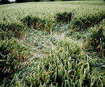 Market Lavington, Wiltshire crop circle, aerial photo 7