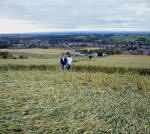 Market Lavington, Wiltshire crop circle, aerial photo 6