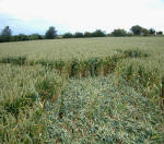 Market Lavington, Wiltshire crop circle, aerial photo 5
