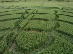Milk Hill, Wiltshire crop circle, aerial photo 13