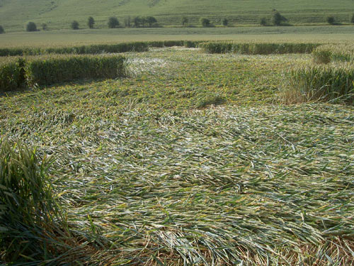 Pewsey White Horse (2), Wiltshire crop circle, aerial photo 3