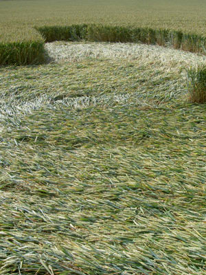 Pewsey White Horse (2), Wiltshire crop circle, aerial photo 10