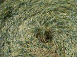 Pewsey White Horse (2), Wiltshire crop circle, aerial photo 4