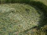 Pewsey White Horse (2), Wiltshire crop circle, aerial photo 8