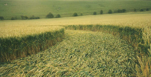 Pewsey White Horse (3), Wiltshire crop circle, aerial photo 6