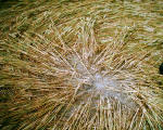 The Pilgrim's Way, Kent crop circle, aerial photo 15