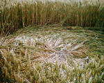 The Pilgrim's Way, Kent crop circle, aerial photo 14