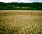 The Pilgrim's Way, Kent crop circle, aerial photo 13