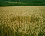 The Pilgrim's Way, Kent crop circle, aerial photo 12