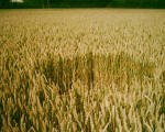 The Pilgrim's Way, Kent crop circle, aerial photo 11