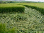 The Ridgeway, Wiltshire crop circle, aerial photo 9