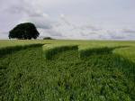 The Ridgeway, Wiltshire crop circle, aerial photo 10
