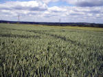 Ringmer, Sussex crop circle, aerial photo 5