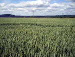 Ringmer, Sussex crop circle, aerial photo 6