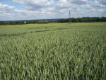 Ringmer, Sussex crop circle, aerial photo 7
