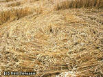 Roundway Hill, Wiltshire crop circle, aerial photo 6