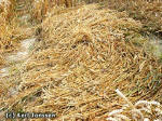 Roundway Hill, Wiltshire crop circle, aerial photo 7
