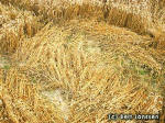 Roundway Hill, Wiltshire crop circle, aerial photo 4