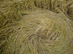 Silbury Hill, Wiltshire crop circle, aerial photo 3