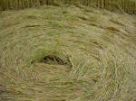 Silbury Hill, Wiltshire crop circle, aerial photo 5