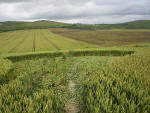 South Field, Wiltshire crop circle, aerial photo 10
