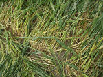 South Field, Wiltshire crop circle, aerial photo 11